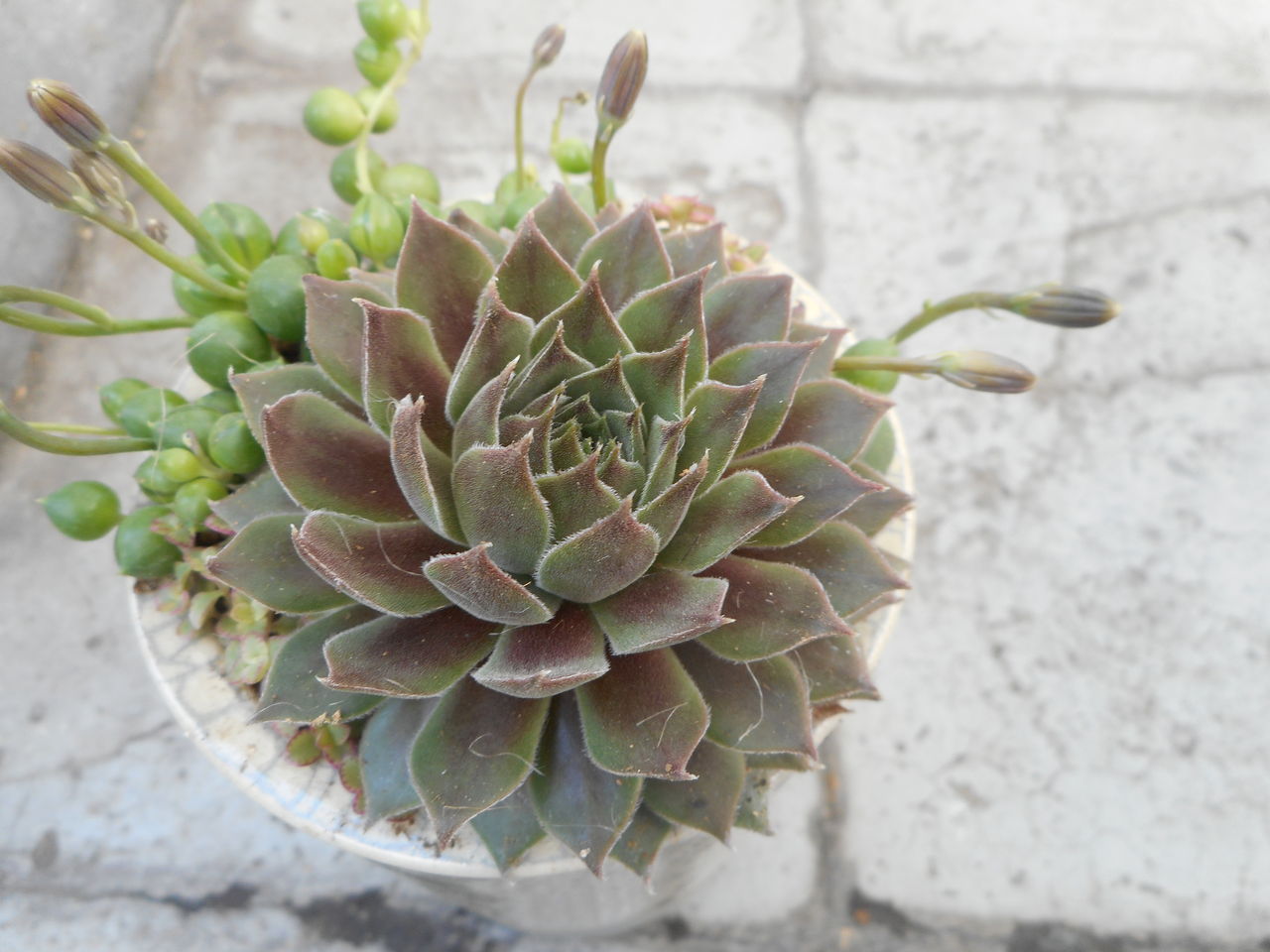 多肉植物 センペルビウム パシティックナイト 多肉図鑑】パシフィック