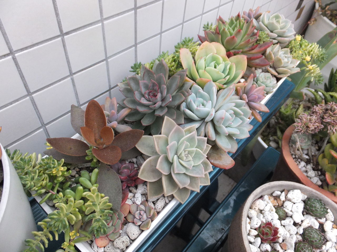 店前の ラウリンゼ 仙人の舞 寄せ植え 多肉のあるレストラン