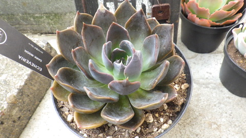 RIMG6502