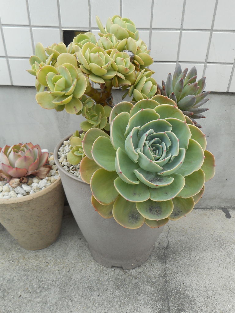 木立ちピーチプリデの寄せ植え 多肉のあるレストラン 木立ちピーチプリデの寄せ植え 多肉のあるレストラン