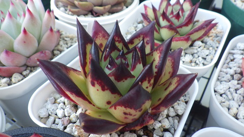 RIMG4243