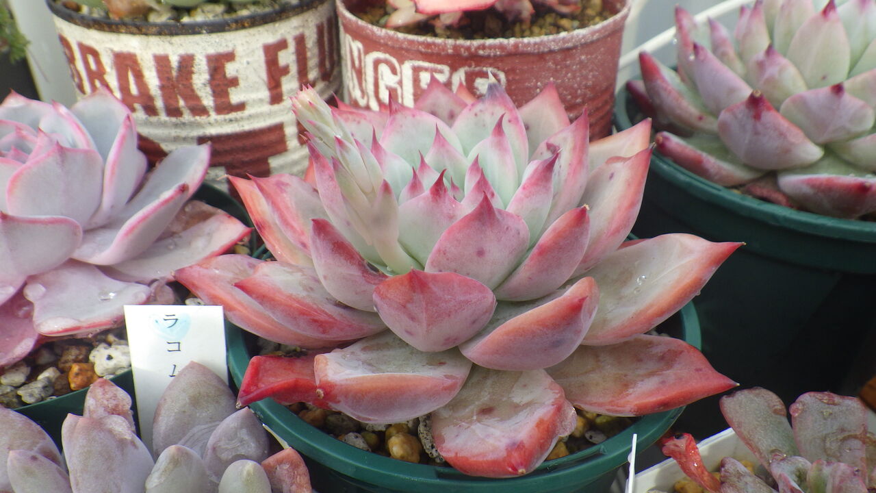 もう花芽が出てきた多肉 多肉のあるレストラン