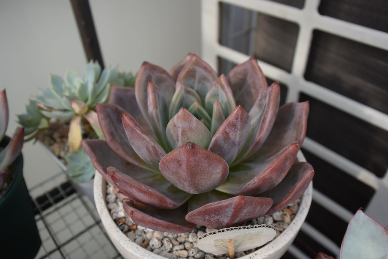 育ってきた葉挿しっ子 多肉のあるレストラン