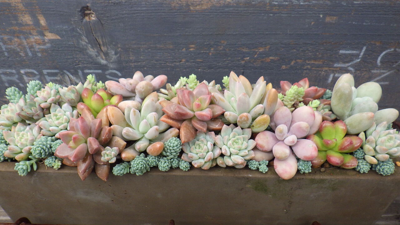 横長プランターの寄せ植えの様子 多肉のあるレストラン