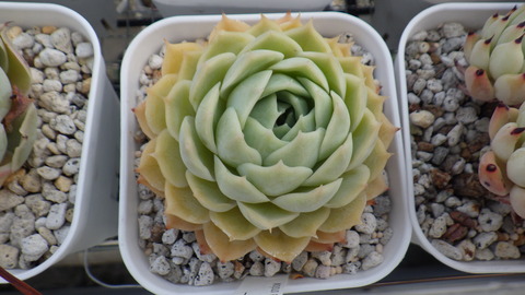 RIMG5986