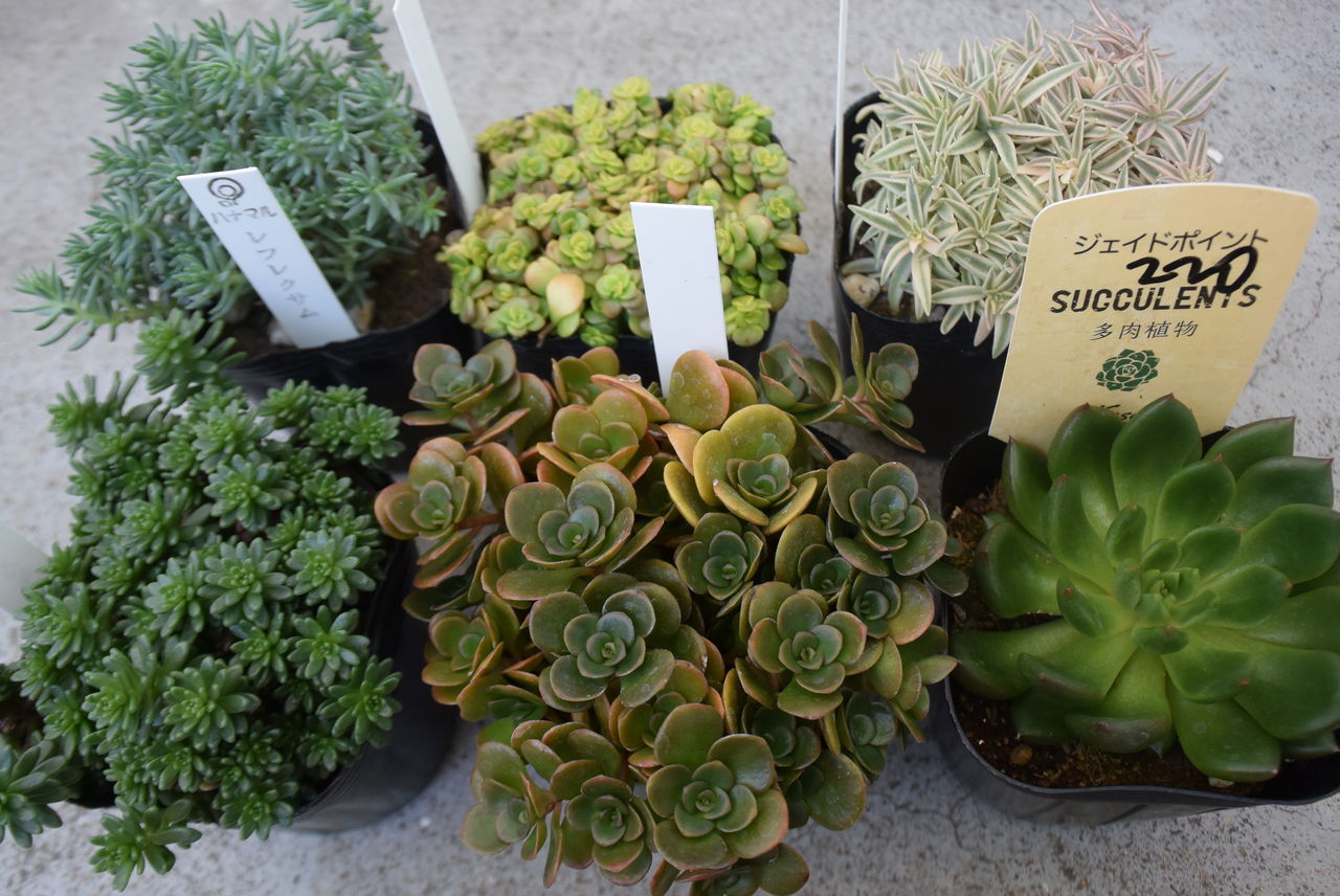 園芸店でセダム狩り 多肉のあるレストラン