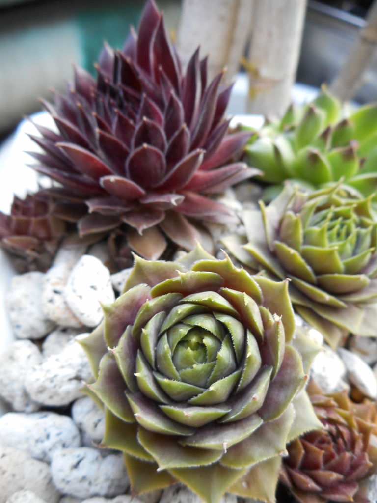 センペル花のその後 多肉のあるレストラン