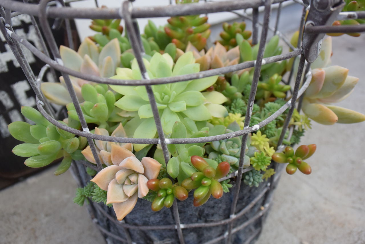 多肉の鳥かご寄せ 多肉のあるレストラン