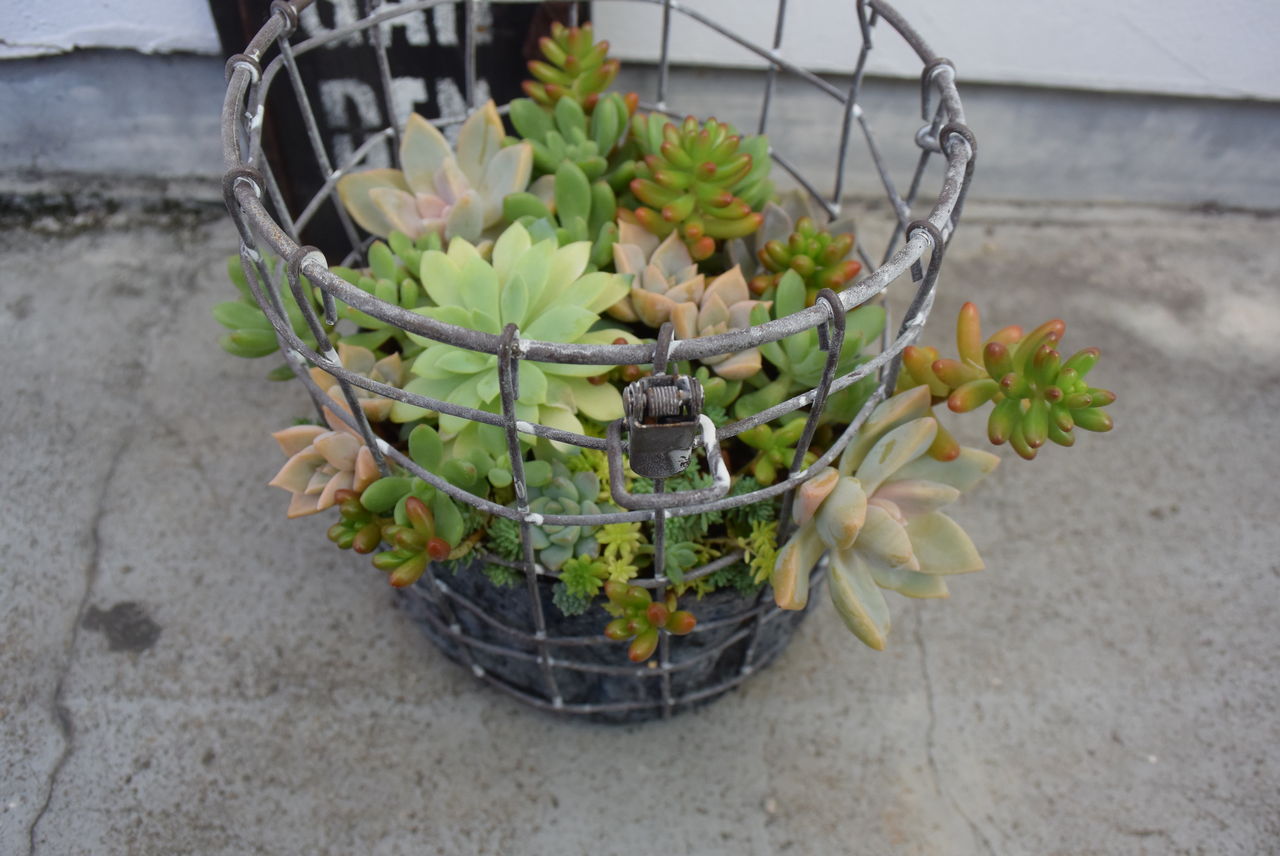 多肉の鳥かご寄せ 多肉のあるレストラン