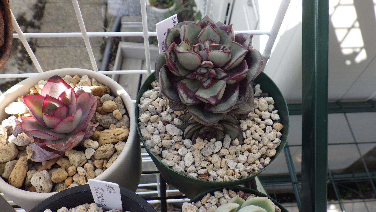 植え替えた多肉たち 多肉のあるレストラン