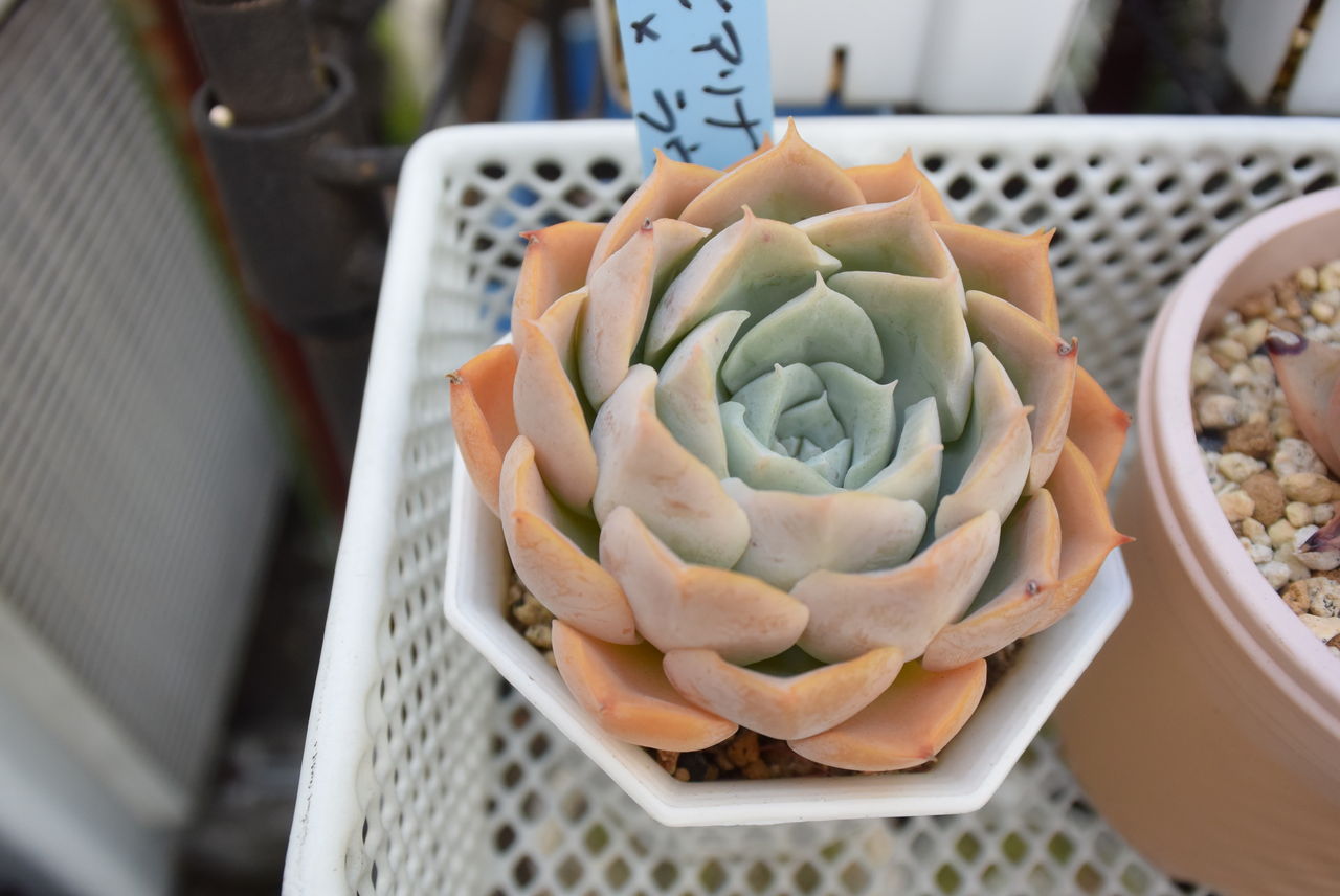 多肉 白雪姫 おらいさん 検) ミックスベリア 青札