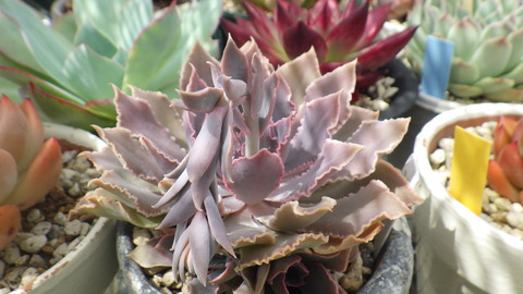 RIMG3349