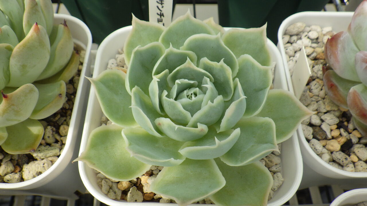 紅葉がストレスの現れなら 多肉のあるレストラン