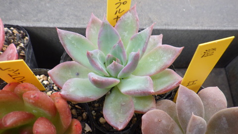 RIMG7906