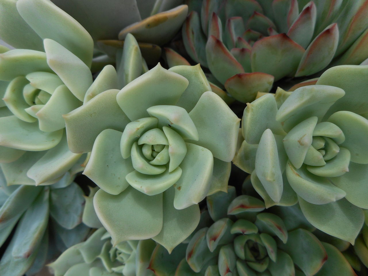 徒長入りました 多肉のあるレストラン