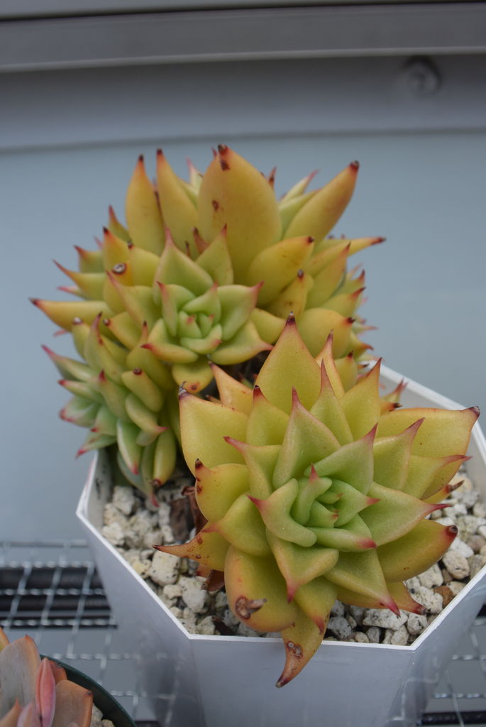 星の多肉たち 多肉のあるレストラン