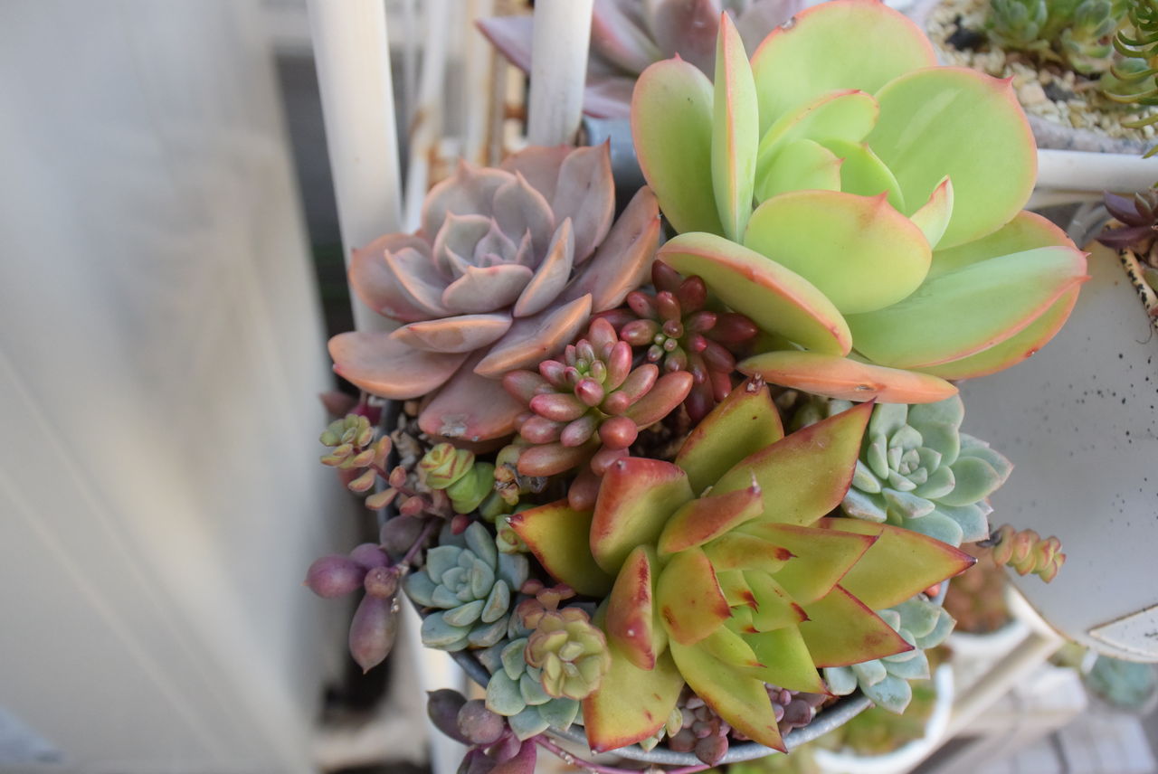 壁掛けのブリキポット寄せ植え 多肉のあるレストラン