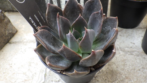RIMG6494