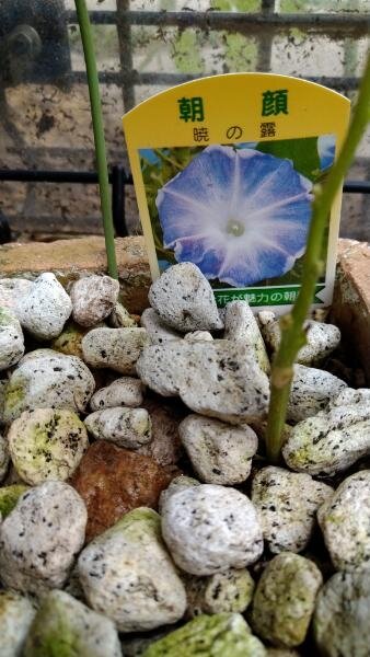 朝顔の色合い Blog 自然と四季を楽しむ