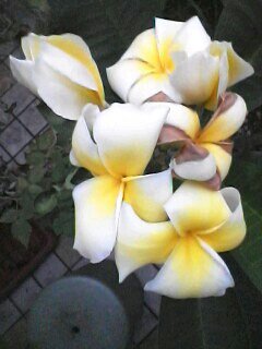 プルメリア 花の寿命 Blog 自然と四季を楽しむ