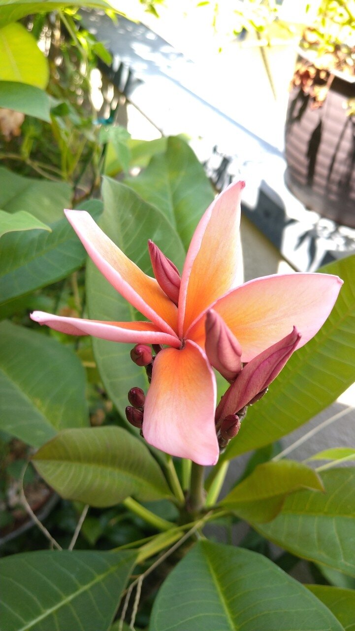 プルメリア ” クイーンアンバー ” 開花 : blog:自然と四季を楽しむ プルメリア ” クイーンアンバー ” 開花 : blog:自然と四季を楽しむ