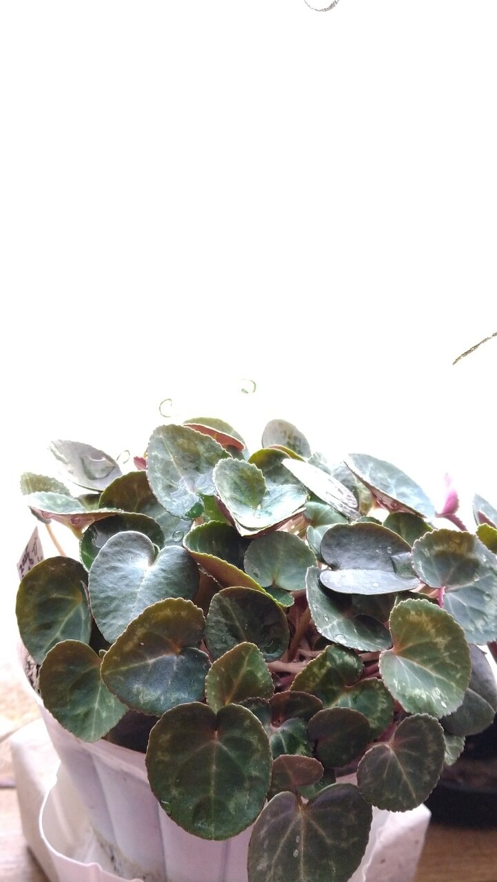 シクラメン (2025年8月蒔き 実生株 その3) : blog：自然と四季を楽しむ