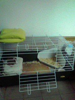 モルモットケージ Blog 自然と四季を楽しむ モルモットケージ Blog 自然と四季を楽しむ