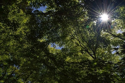 fresh-green-3438048__480