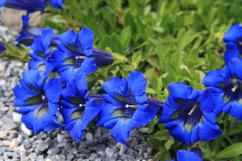 gentian-238644__480