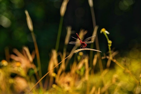 golden-hour-6311325__480