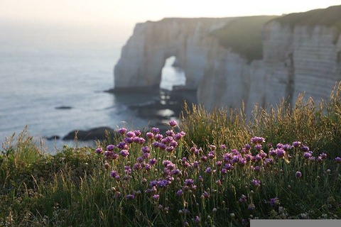 flowers-6928749__480