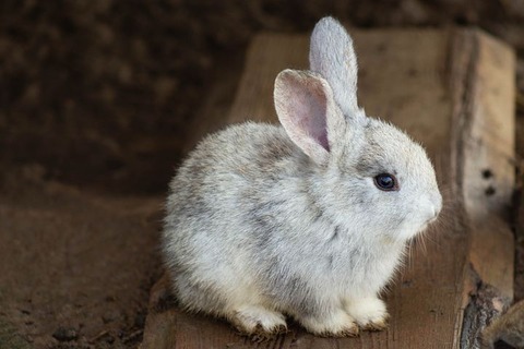 rabbit-3578422__480