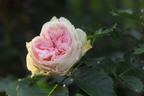 DSC_4540