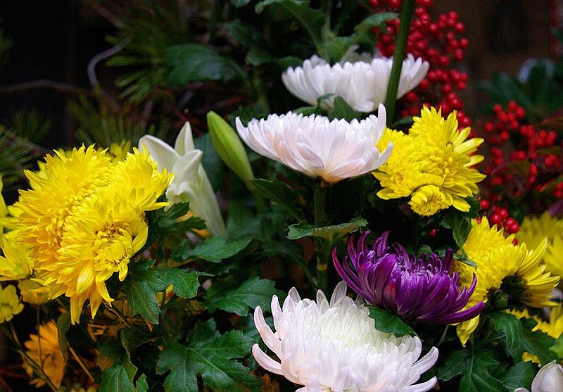 奇形の菊 お寺の生活