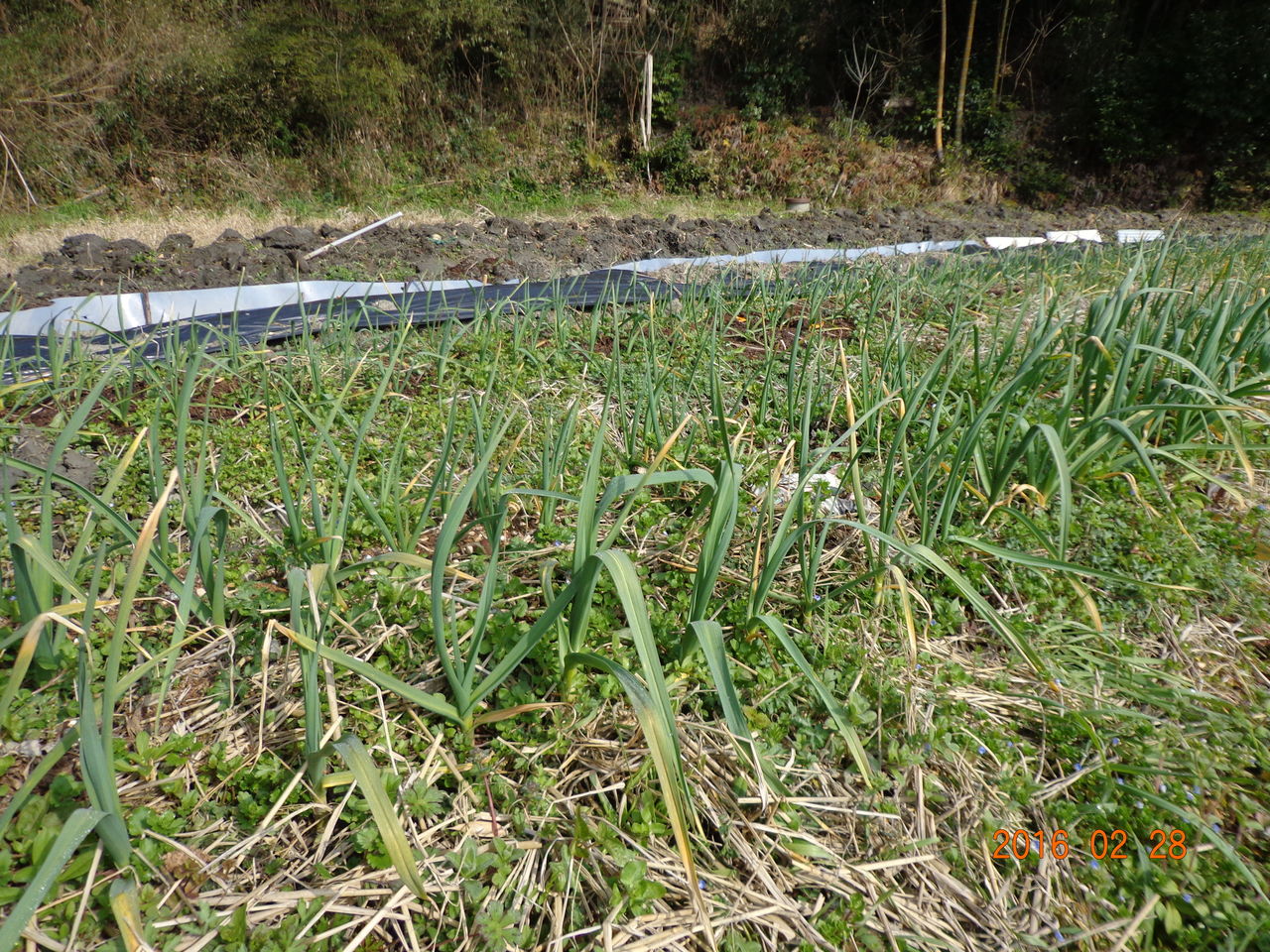 畑の水はけ対策 Nodaseikotuのblog 畑の水はけ対策 Nodaseikotuのblog