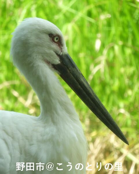 コウノトリの鼻と耳 : 野田市＠こうのとりの里のblog