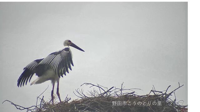 ボンボニエール こうのとり ボンボニエール こうのとり ボンボニエール こうのとり