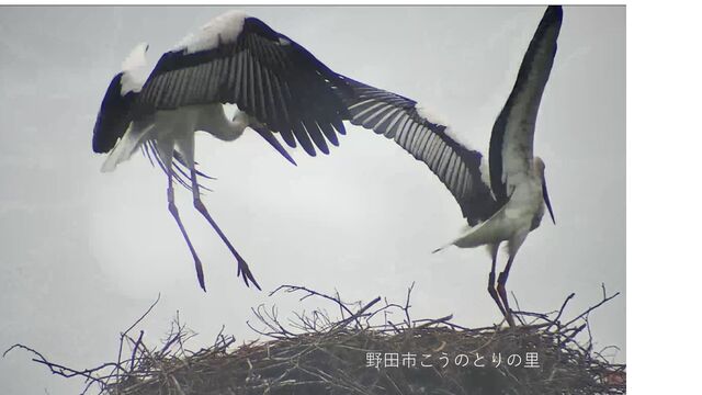 2024年「たける」と「だん」の巣立ちの瞬間 : 野田市＠こうの