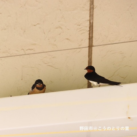 ツバメの巣 : 野田市＠こうのとりの里のblog