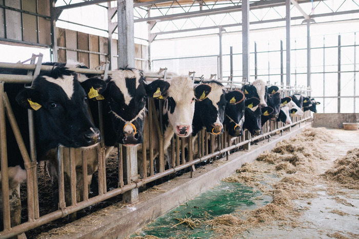 酪農家さんからガロン缶とか枕木とかバケツとかもらってきた