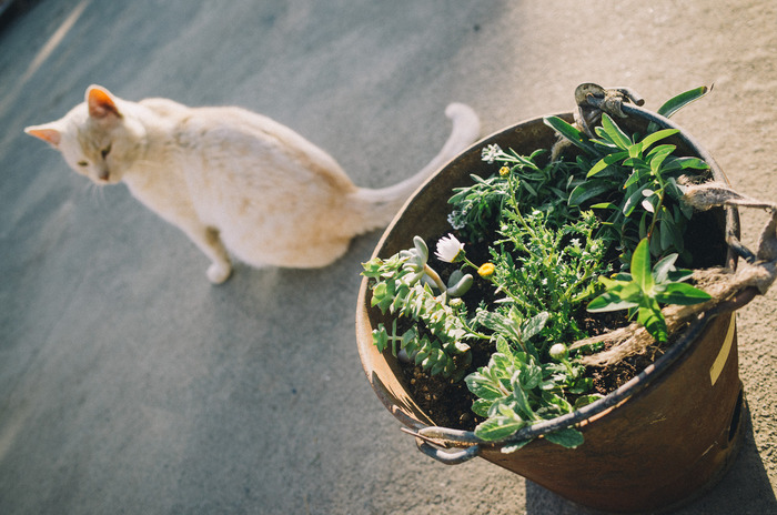古いバケツに寄せ植え