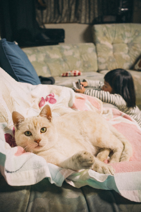 シマが結膜炎、くしゃみ、口呼吸の症状でヤバイかもと思った話