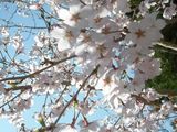桜3