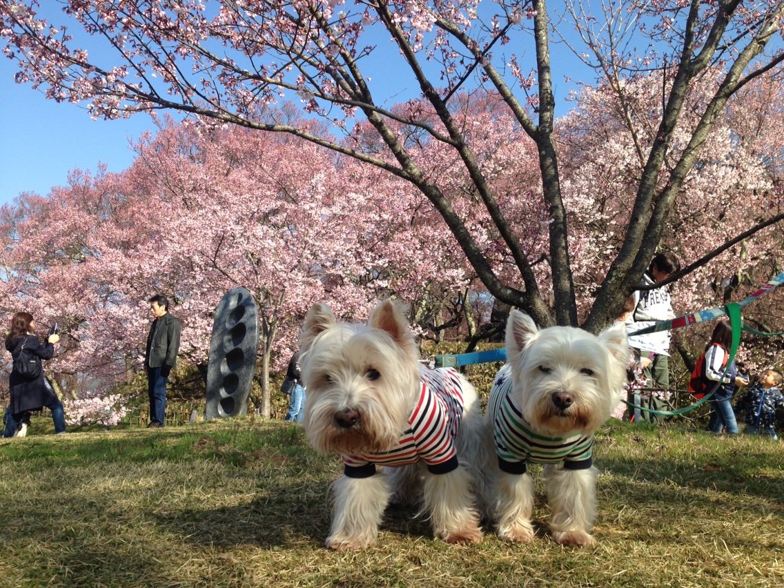 天下第一の桜 高遠城址公園のさくら祭り17に行ってみた 白犬まみれ生活 天下第一の桜 高遠城址公園のさくら祭り17に行ってみた 白犬まみれ生活