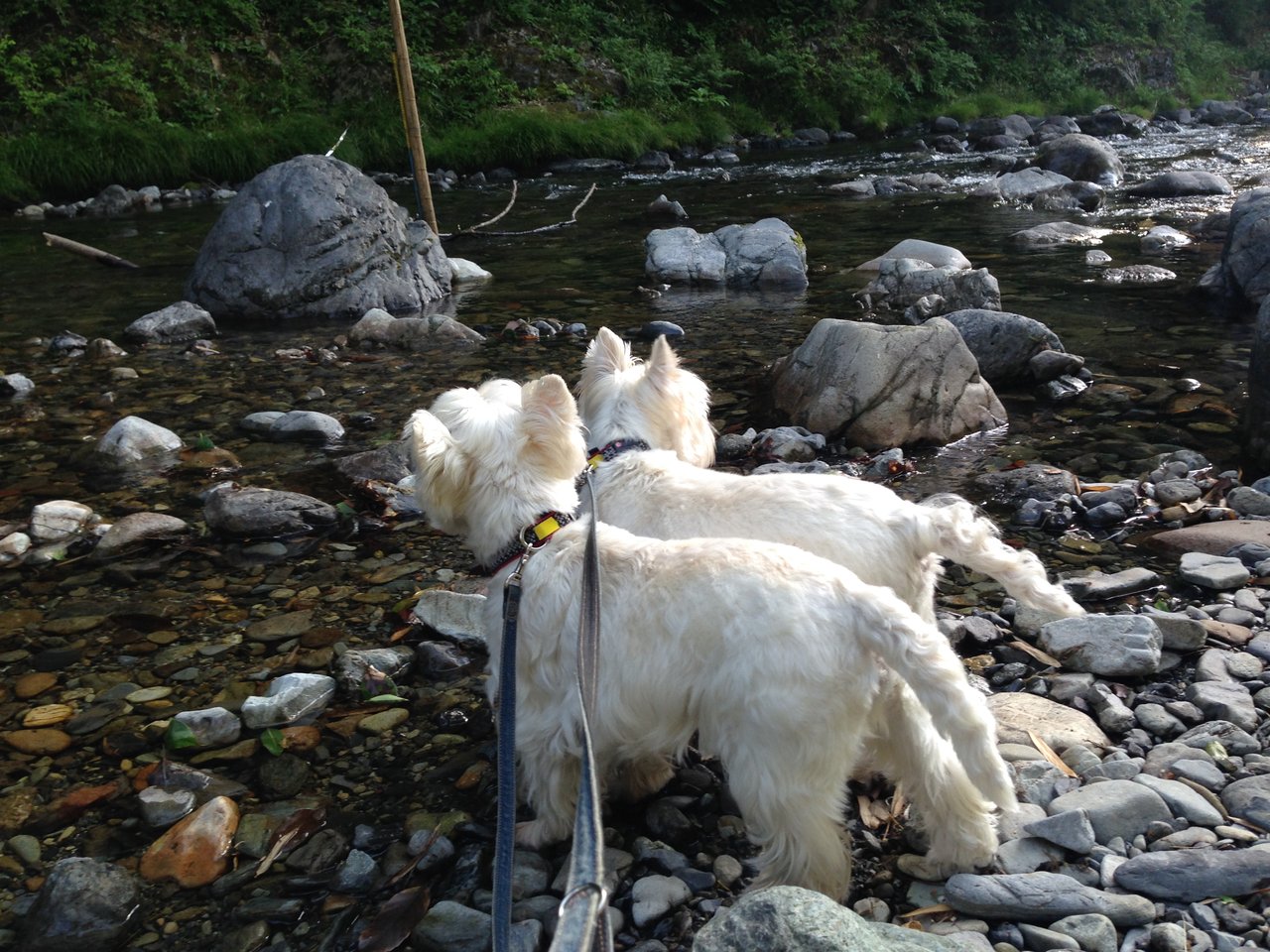 奥多摩チャリ修行 Day2 白犬まみれ生活