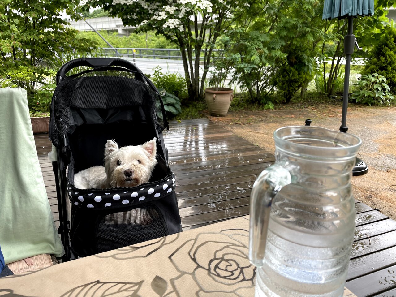 梅雨の軽井沢 白犬まみれ生活