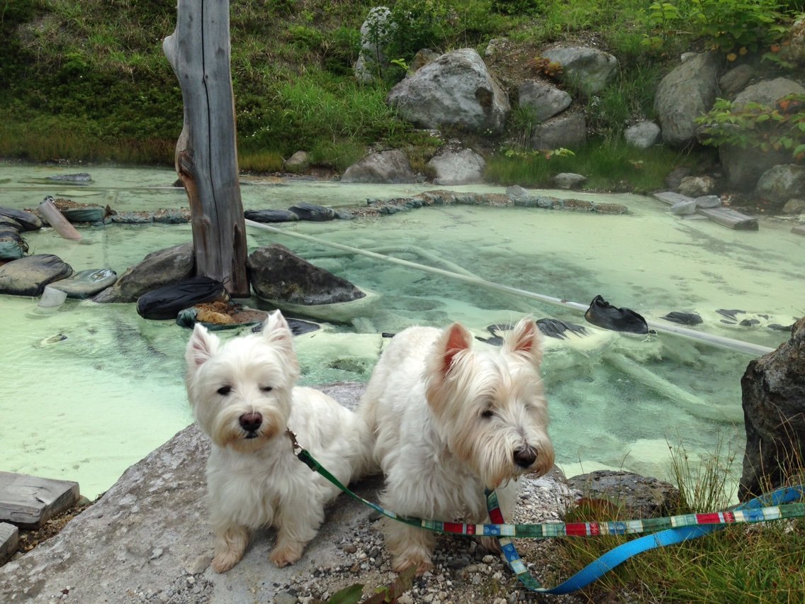 車中泊の旅 道北 道央編 4 復活 雪秩父 小樽から海岸線を北上 白犬まみれ生活