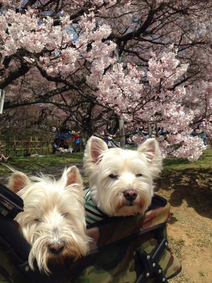 天下第一の桜 高遠城址公園のさくら祭り17に行ってみた 白犬まみれ生活 天下第一の桜 高遠城址公園のさくら祭り17に行ってみた 白犬まみれ生活