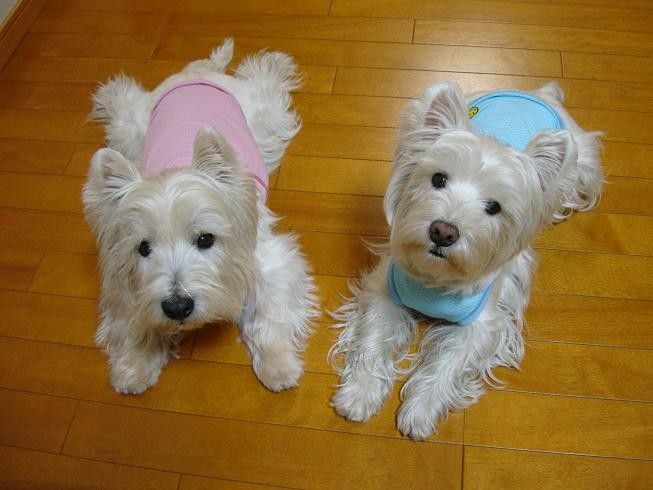 アジソン病 白犬まみれ生活