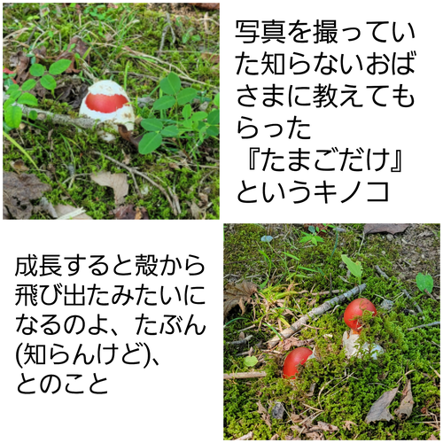 PhotoGrid_Site_1727857883604